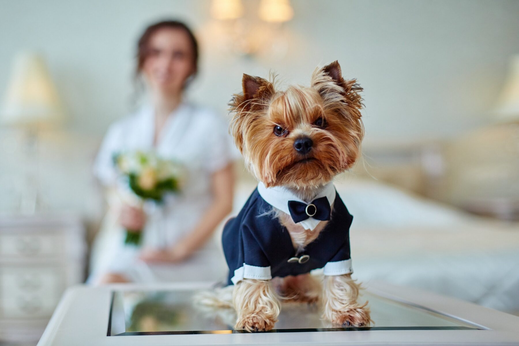 Why are puppy boutiques popular among pet lovers